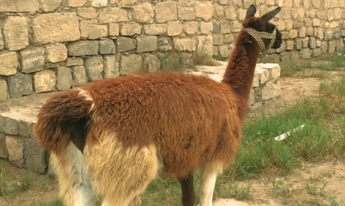 ペルーでグループデート！パチャカマック遺跡でインカ帝国を学ぶ