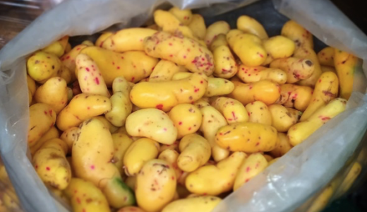 新種発見！ペルーのイモ類：オユコ？ウルーコ？