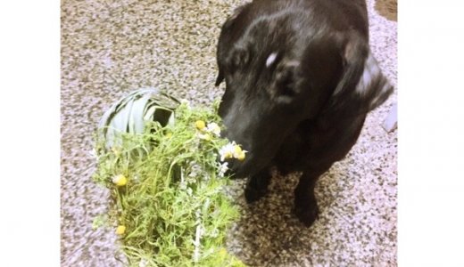 ハーブの宝庫！ペルー式ハーブティーの入れ方とムニャの紹介