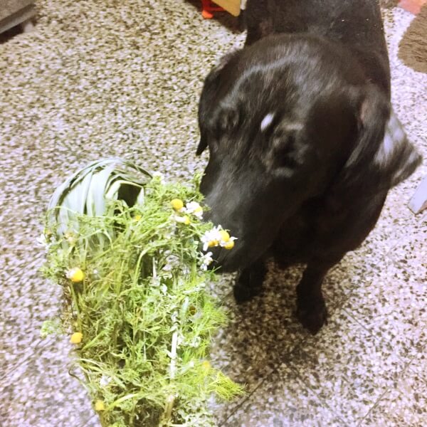 Herbs and dog