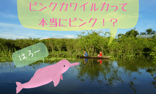 【ジャングル旅２】本当にピンク色？アマゾン熱帯雨林のピンクカワイルカ